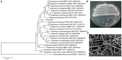 Streptomyces tamarix sp. nov.: antagonism against Alternaria gaisen producing streptochlorin, isolated from Tamarix root soil